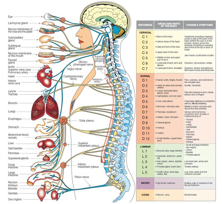 Chiropractor Body Chart